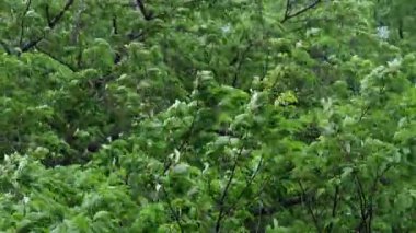 Şiddetli yağmur ve yapraklar, Japonya Tokyo