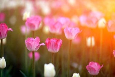 Pembe ve ladin lale şehir flowerbed parlak yaz güneş altında uzun boylu yeşil kaynaklanıyor tarih alanının yakın çekim