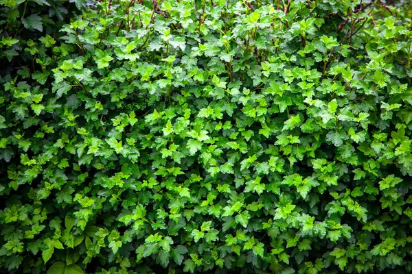 Close Green Grape Bushes Background Green Leaves — Stock Photo, Image