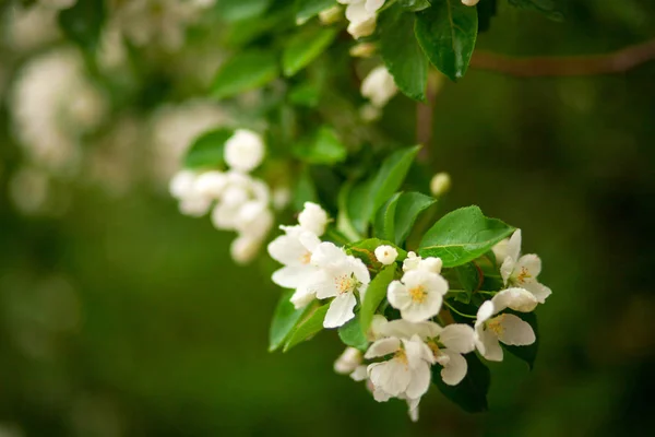 Närbild Ett Grönt Äpple Trädgren Med Vita Blommande Blommor Ljusa — Stockfoto