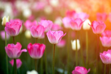 Pembe ve ladin lale şehir flowerbed parlak yaz güneş altında uzun boylu yeşil kaynaklanıyor tarih alanının yakın çekim