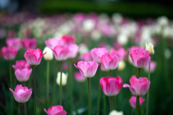 Nahaufnahme Eines Feldes Aus Rosa Und Fichtenfarbenen Tulpen Auf Hohen — Stockfoto