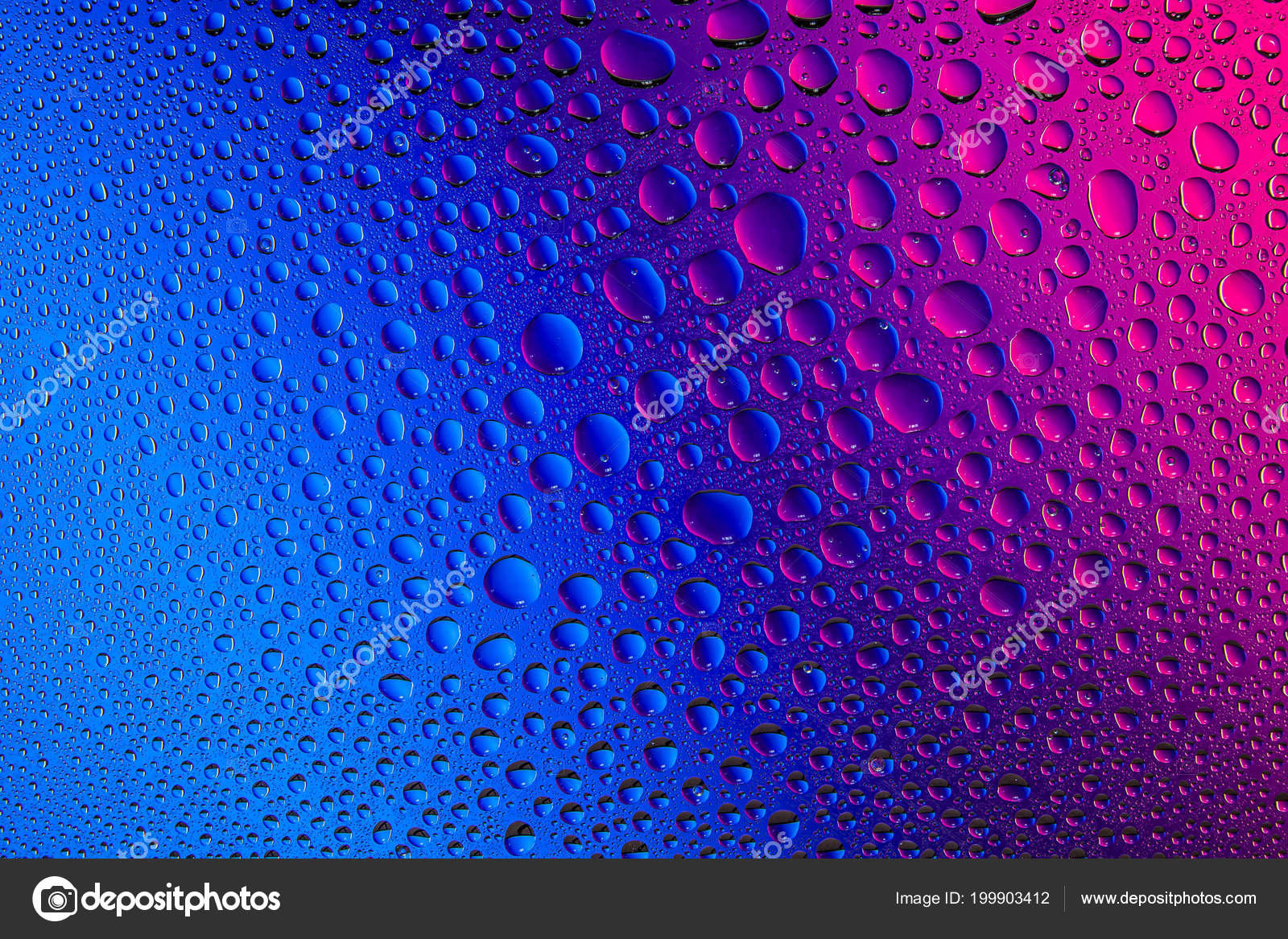 Close Water Drops Pink Blue Gradient Background Covered Drops Water Stock Photo Image By C Everyonensk