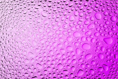 Yakın yukarı bir su damlaları beyaz ve pembe degrade arka plan ile kaplı, damla su - yoğunlaşma.