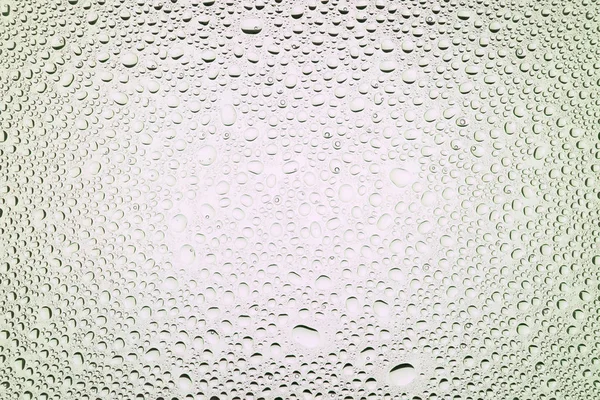 İn yakın bir su damlaları ile kaplı beyaz degrade arka plan üzerinde damla su - yoğunlaşma.