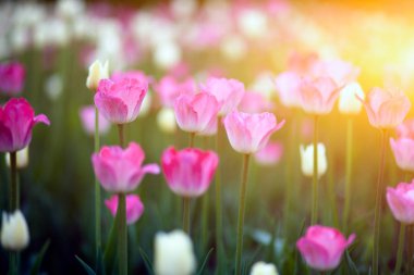 Pembe ve ladin lale şehir flowerbed parlak yaz güneş altında uzun boylu yeşil kaynaklanıyor tarih alanının yakın çekim