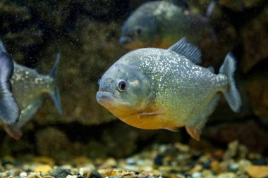 Yüzen ve kamera bir akvaryum bakarak piranha balığı Close-up