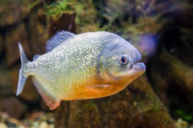 Yüzen ve kamera bir akvaryum bakarak piranha balık veya serrasalmus nattereri Close-up