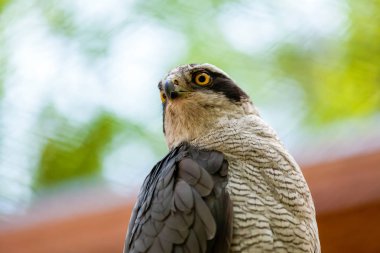 Bir close-up sarı bea ile kahverengi kuzey çakır kuşu