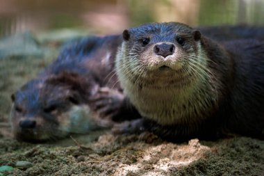 A close-up will erase two brown otters on the shore near the river, one is asleep, and the second blubber looks into the camera, clipart