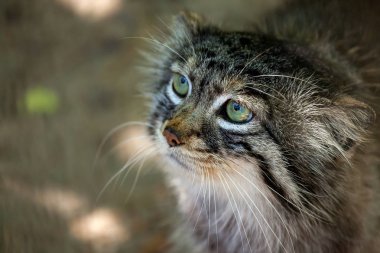 Güzel bir kahverengi yakın çekim portre pallas kedi yeşil gözlü, görünümü aşağıdan