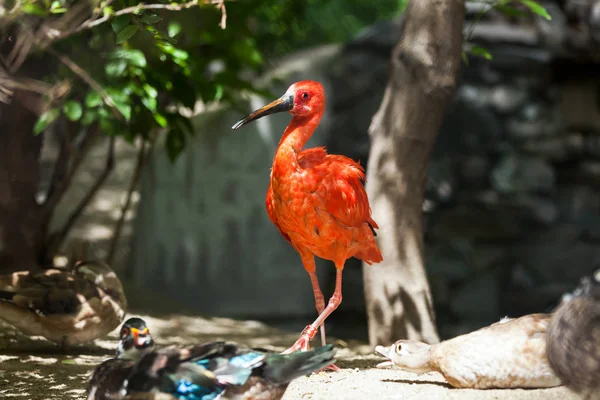 Szczegół Portret Różowy Ptak Scarlet Ibis Chodzenie Piaszczystej Plaży Ciepły — Zdjęcie stockowe