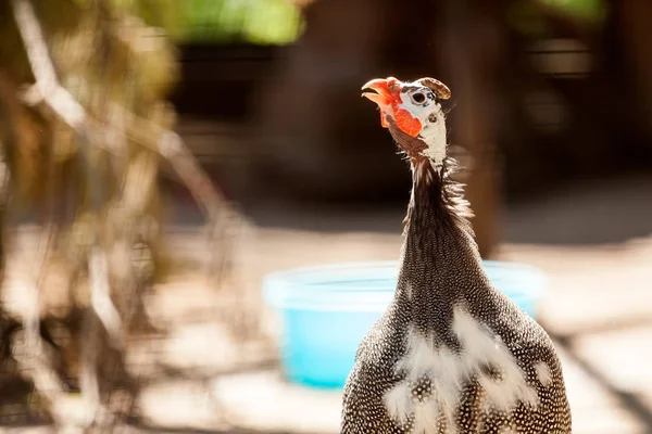 Yakın Çekim Portre Bir Yetişkin Siyah Türkiye Bir Sıcak Yaz — Stok fotoğraf