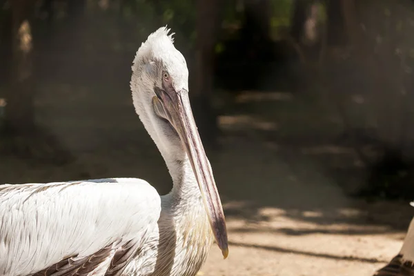 Nahaufnahme Porträt Eines Schönen Weißen Dalmatinischen Pelikans Einem Warmen Sommertag — Stockfoto