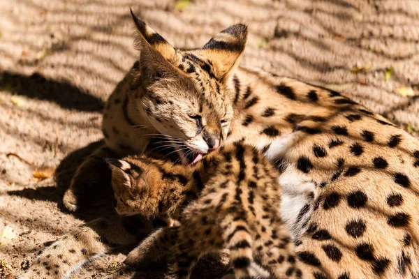 Close Mom Serval Licks His Kitten Sand Warm Summer Day — Stock Photo, Image