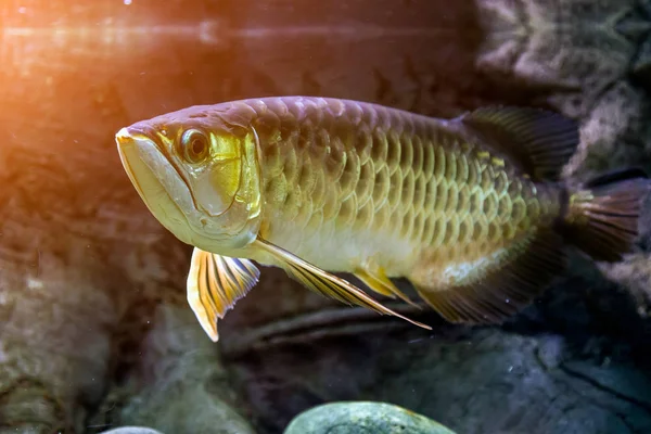 Close Scleropages Fish Floating Looking Camera Aquarium — Stock Photo, Image