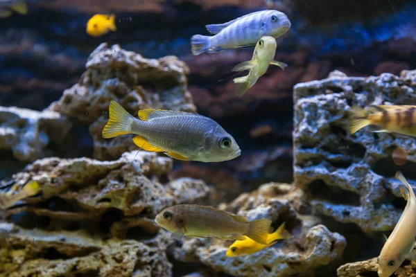 许多鱼的特写 Aphyocharax Rathbuni 漂浮和看在水族馆的照相机 — 图库照片