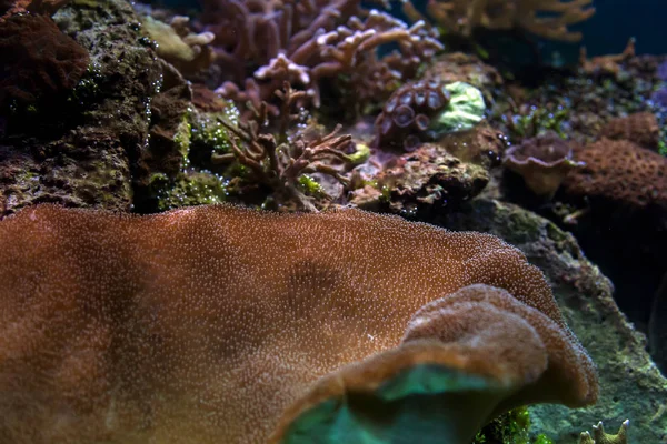 Close Brown Ricordea Montipora Aquarium — Stock Photo, Image