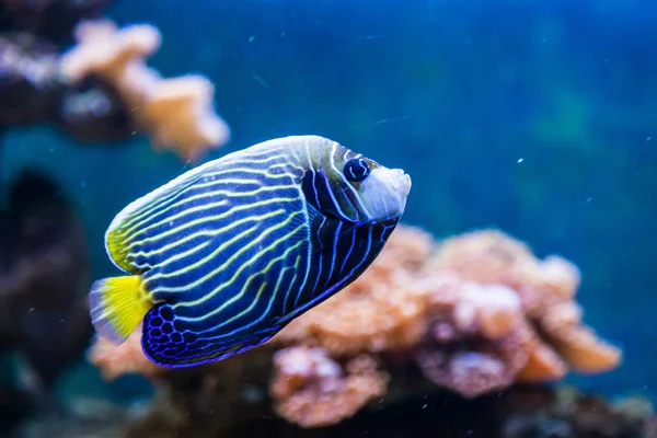 Close Hepatus Fish Floating Looking Camera Aquarium — Stock Photo, Image