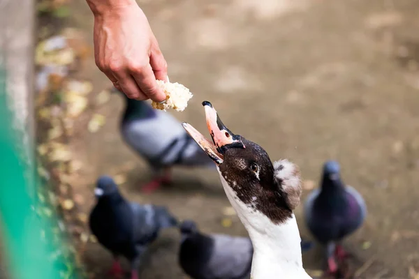 Close Uma Mulher Alimentando Pato Preto Branco Margem Lago — Fotografia de Stock