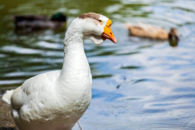 Yakın çekim sıcak yaz gününde Gölü ile kumlu bir plaj üzerinde sarı pençeleri ile beyaz bir kaz portresi
