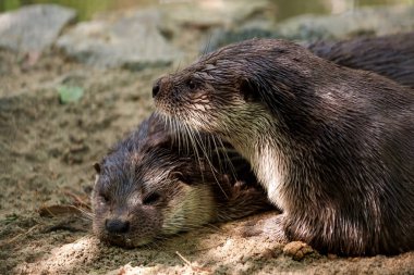 Yakın çekim yakınındaki nehrin kıyısında iki kahverengi su samuru silmek, bir uyuyor ve ikinci adı Kaşalot kameraya benziyor,