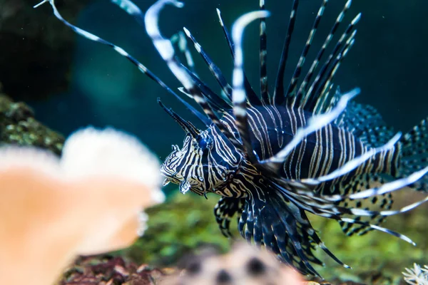 Close Van Synodontis Nigrita Vis Drijvend Kijken Naar Camera Een — Stockfoto