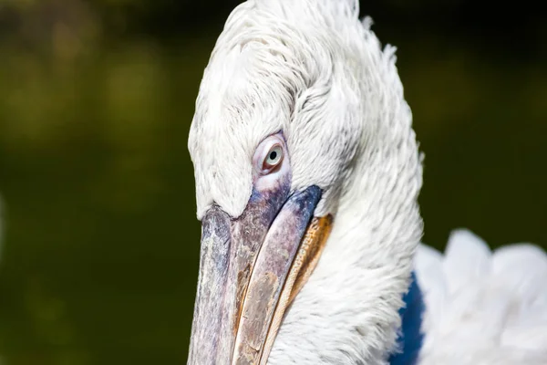 Nahaufnahme Porträt Eines Schönen Weißen Dalmatinischen Pelikans Einem Warmen Sommertag — Stockfoto