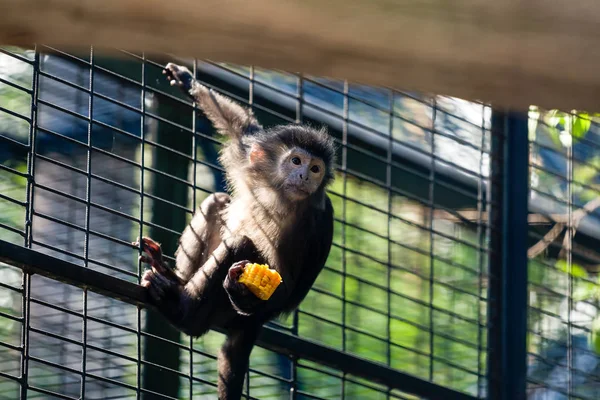 Bir blackberry kafes üzerinde asılı ve hayvanat bahçesinde bir yaz gününde Mısır yeme küçük kahverengi maymun bir close-up