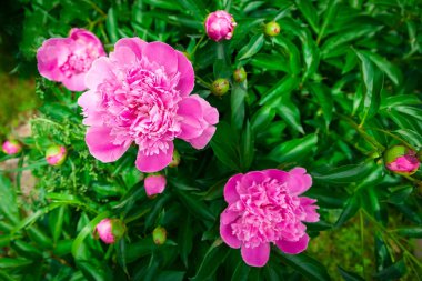 Pembe çiçekli bir güzel büyük şakayık çalı Close-up