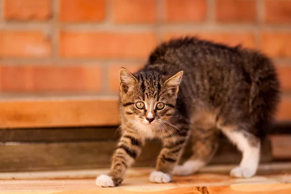 歩いて小さな茶色のストライプ子猫と多くのクローズ アップで 驚いて背景茶色の壁 — ストック写真