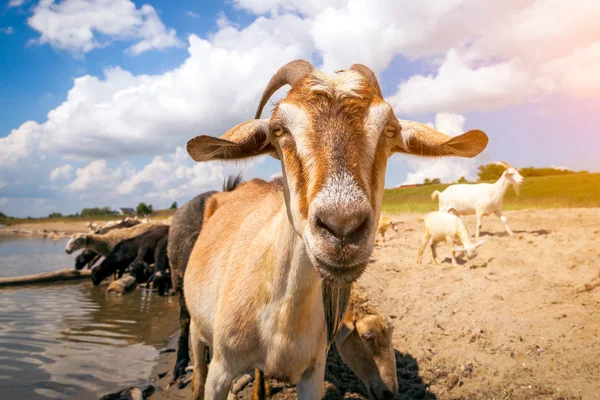 Close-up of a brown goat looks at the camera, in the background a flock of sheep and goats drinks water from a river on a warm summer day