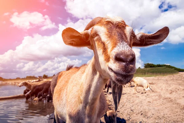 Close-up of a brown goat looks at the camera, in the background a flock of sheep and goats drinks water from a river on a warm summer day