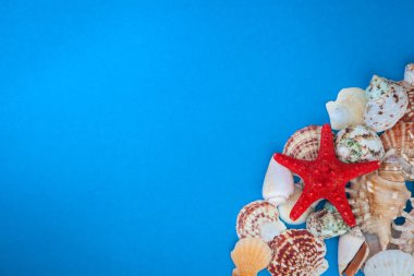 Çerçeve kabukları, çeşitli boyut ve mavi bir arka plan üzerinde kırmızı deniz yıldızı. . Düz yatıyordu. 