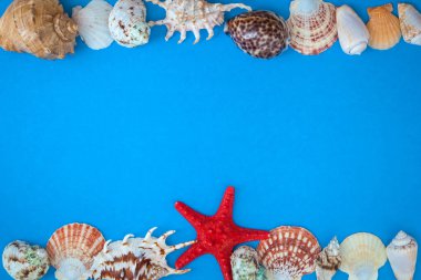 Çerçeve kabukları, çeşitli boyut ve mavi bir arka plan üzerinde kırmızı deniz yıldızı. . Düz yatıyordu. 