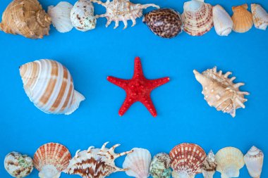 Çerçeve kabukları, çeşitli boyut ve mavi bir arka plan üzerinde kırmızı deniz yıldızı. . Düz yatıyordu. 