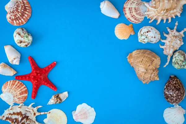 Çerçeve kabukları, çeşitli boyut ve mavi bir arka plan üzerinde kırmızı deniz yıldızı. . Düz yatıyordu. 