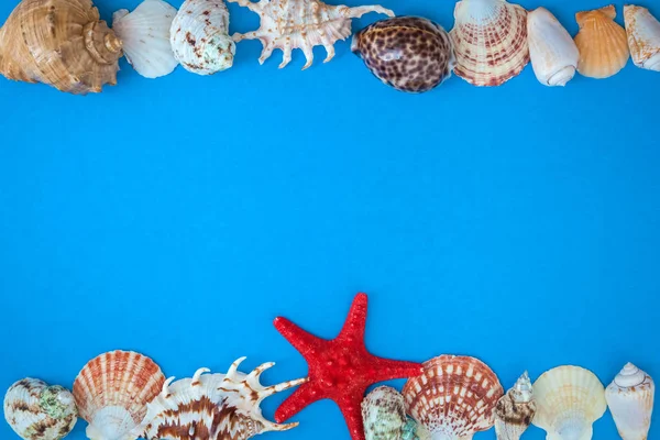 Çerçeve kabukları, çeşitli boyut ve mavi bir arka plan üzerinde kırmızı deniz yıldızı. . Düz yatıyordu. 
