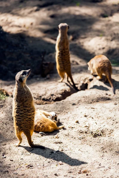 Gros Plan Meerkat Adulte Surveille Son Territoire Ses Oiseaux Gardant — Photo