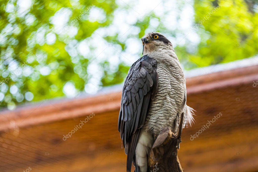 A close-up of a brown northern goshawk with a yellow beak
