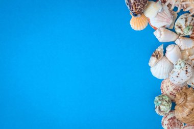 Çerçeve mavi bir arka plan üzerinde çeşitli büyüklükte kabukları. Düz yatıyordu. 