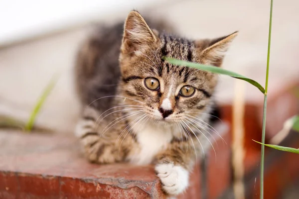 Närbild Liten Brun Randig Kattunge Promenader Och Mycket Förvånad Bakgrunden — Stockfoto