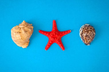 üstten görünüm deniz kabukları ve denizyıldızı boş mavi kurulu yuvarlak