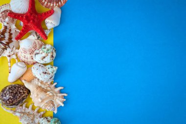 üstten görünüm deniz kabukları çerçeve ve denizyıldızı boş mavi kurulu yuvarlak