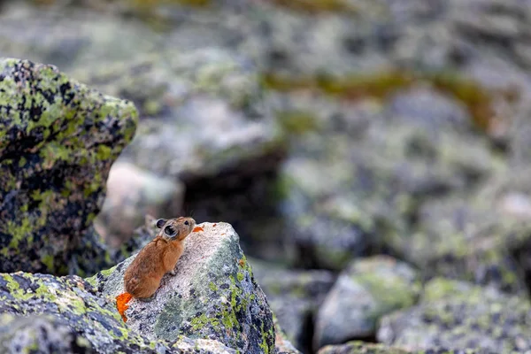 Eine Nahaufnahme Einer Kleinen Niedlichen Braunen Maus Mit Großen Ohren — Stockfoto