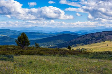 Güzel taze yeşil alan üç ve altay dağ arka plan ile bir manzara manzara. Altay dağlarında güzel yeşil alanın panoramik görünümü