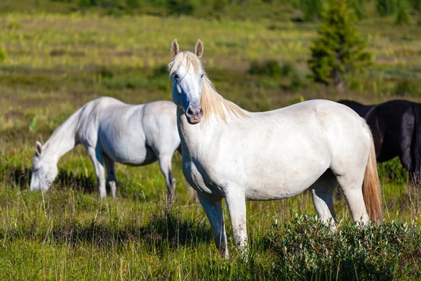 Close Herd White Horses Green Meadow Background Green Coniferous Forest — Stock Photo, Image