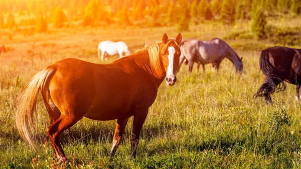 Close Herd Horses White Brown Black Green Meadow Background Green — Stock Photo, Image