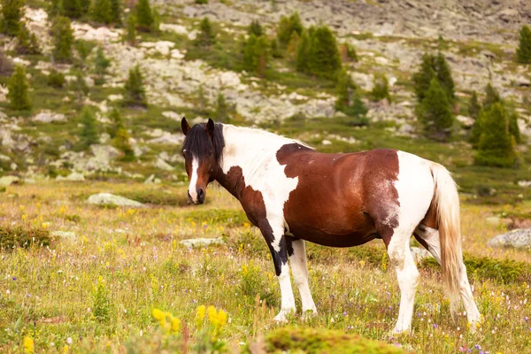 Zbliżenie Stado Brązowy Biały Konie Łące Tle Zielony Las Iglasty — Zdjęcie stockowe