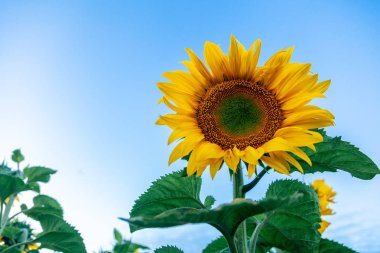 Güneşin çerçevenin ön planda yönünü ayçiçeği alanındaki sarı ayçiçeği yakın çekim duruyor, arka plan bulanık, gökyüzü bulutlar mavidir
